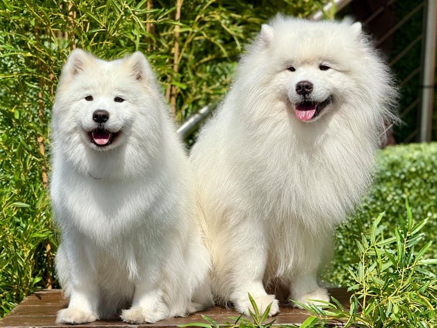 Two fluffy white Samoyed dogs sitting outdoors on a wooden platform amidst lush green foliage. The smaller dog on the left faces forward with its mouth slightly open, showing a happy expression, while the larger dog on the right has a relaxed, contented expression with its mouth open and tongue visible. Both dogs have thick, well-groomed coats, and are positioned in front of a background of green bushes and plants, suggesting a garden setting. This image illustrates the friendly and calm demeanor typical of Samoyeds, often featured in homes and pet care contexts. For house removals or moving services, such as those provided by Removal Companies Maida Vale, these dogs could symbolize household comfort during a home relocation, emphasizing the importance of pet-friendly moving arrangements and packing for pets as part of furniture transport and packing and moving processes.